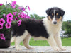 Collie Lassie For Sale Fredericksburg OH Female-Maggie