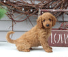 Mini Goldendoodle For Sale Sugarcreek OH Male-Linus