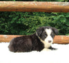 ABCA Registered Border Collie For Sale Warsaw OH Male-Rex