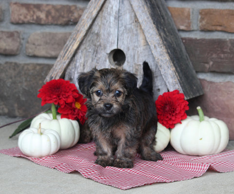 Yorkiepoo For Sale Millersburg OH Female-Molly