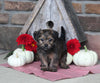 Yorkiepoo For Sale Millersburg OH Female-Molly