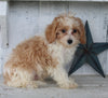 Cavapoo For Sale Millersburg OH Male-Howie