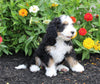 Mini Bernedoodle For Sale Millersburg OH Female-Penny