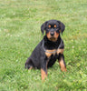 AKC Registered Rottweiler For Sale Sugarcreek OH Female-Orchid