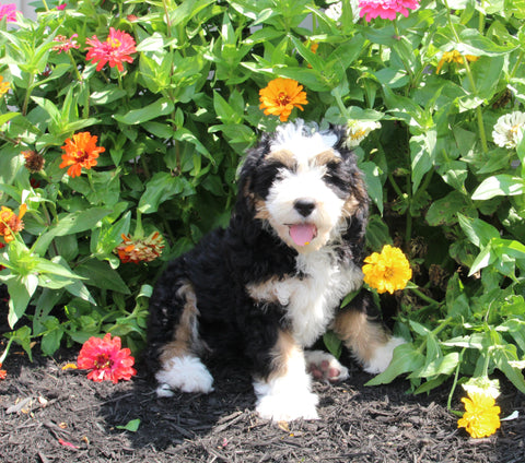 Mini Bernedoodle For Sale Millersburg OH Female-Penny