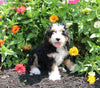 Mini Bernedoodle For Sale Millersburg OH Female-Penny