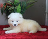 AKC Registered Samoyed For Sale Danville OH Female-Abby
