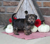 Yorkiepoo For Sale Millersburg OH Female-Molly
