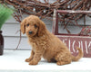 Mini Goldendoodle For Sale Sugarcreek OH Male-Linus