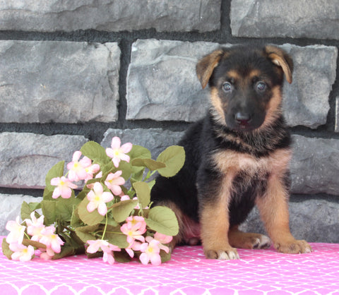 AKC German Shepherd For Sale Millersburg OH Female-Buttercup