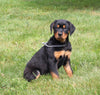 AKC Registered Rottweiler For Sale Sugarcreek OH Female-Orchid