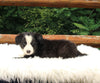 ABCA Registered Border Collie For Sale Warsaw OH Male-Rex