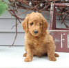 Mini Goldendoodle For Sale Sugarcreek OH Male-Larson