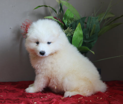 AKC Registered Samoyed For Sale Danville OH Female-Lily