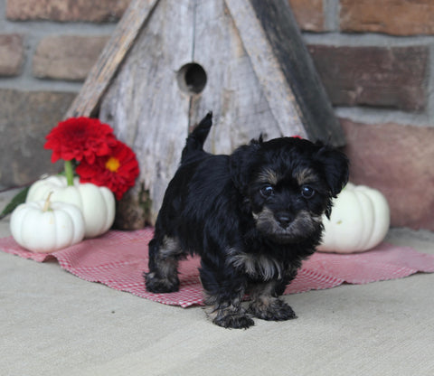 Yorkiepoo For Sale Millersburg OH Male-Marshel