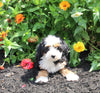 Mini Bernedoodle For Sale Millersburg OH Female-Peach