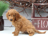 Mini Goldendoodle For Sale Sugarcreek OH Male-Larson