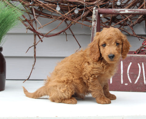 Mini Goldendoodle For Sale Sugarcreek OH Male-Larson