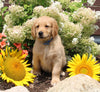 AKC Registered Golden Retriever For Sale AppleCreek OH Male-Chase