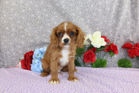 AKC Registered Cavalier KCS For Sale Wooster OH Male-Wyatt