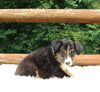 ABCA Registered Border Collie For Sale Warsaw OH Male-Buster
