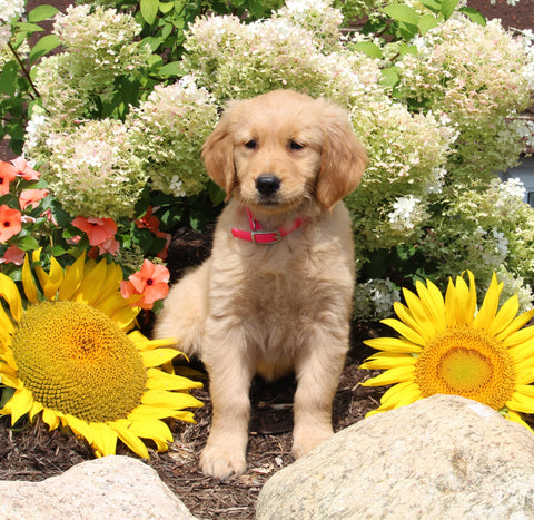 AKC Registered Golden Retriever For Sale AppleCreek OH Female-Sky