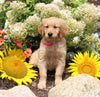 AKC Registered Golden Retriever For Sale AppleCreek OH Female-Sky