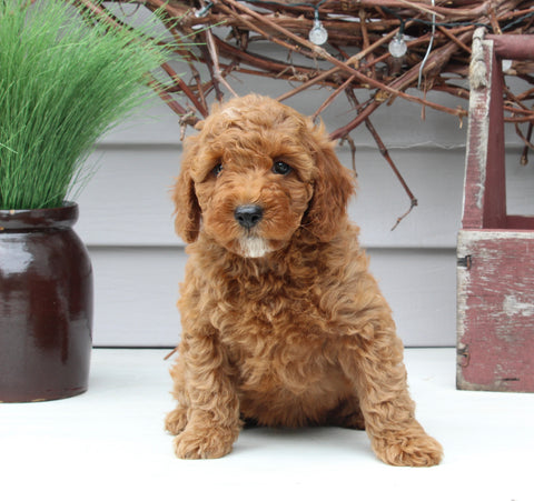 Mini Goldendoodle For Sale Sugarcreek OH Female-Lainey