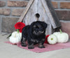 Yorkiepoo For Sale Millersburg OH Male-Marshel