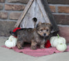 Yorkiepoo For Sale Millersburg OH Male-Max