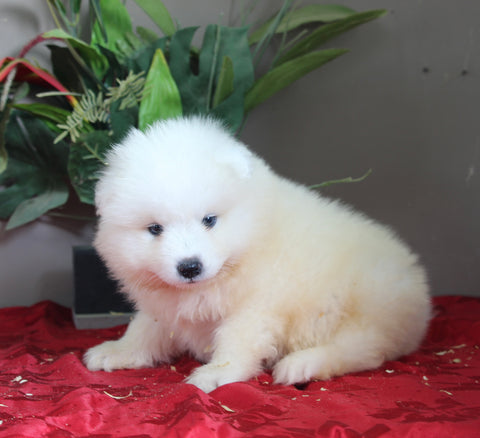 AKC Registered Samoyed For Sale Danville OH Male-Harley
