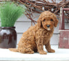 Mini Goldendoodle For Sale Sugarcreek OH Female-Lainey