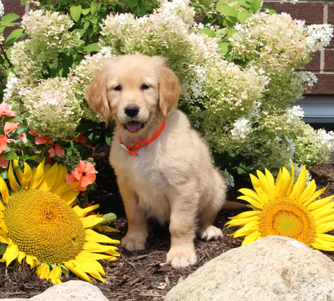 AKC Registered Golden Retriever For Sale AppleCreek OH Female-Mellow