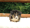 ABCA Registered Border Collie For Sale Warsaw OH Male-Buster