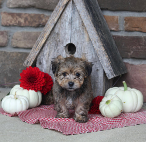 Yorkiepoo For Sale Millersburg OH Male-Max