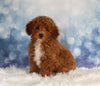 ACA Registered Mini Poodle For Sale Sugarcreek OH Male-Kodak