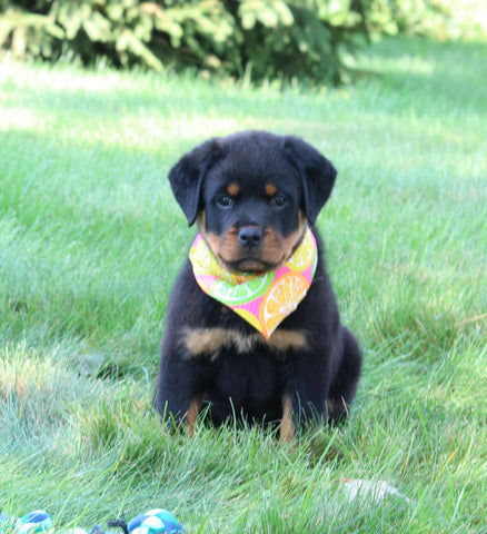 AKC Registered Rottweiler For Sale Sugarcreek OH Female-Carolina