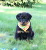 AKC Registered Rottweiler For Sale Sugarcreek OH Female-Carolina