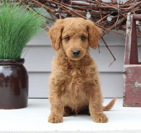 Mini Goldendoodle For Sale Sugarcreek OH Male-Leo