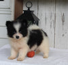 ACA Registered Pomeranian For Sale Millersburg OH Male-Tucker