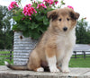 Collie Lassie For Sale Fredericksburg OH Female-Lola