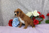 AKC Registered Cavalier KCS For Sale Wooster OH Male-Wyatt