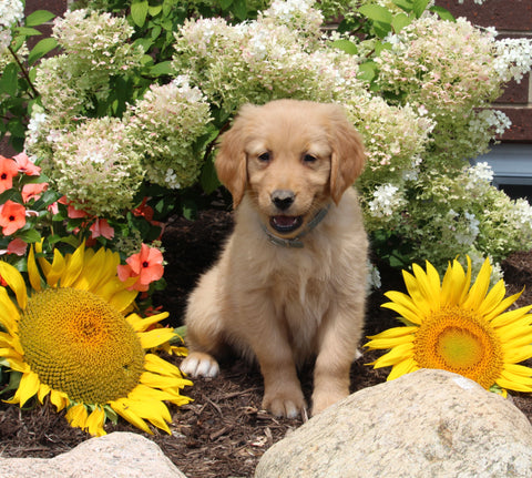 AKC Registered Golden Retriever For Sale AppleCreek OH Female-Zoey