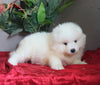AKC Registered Samoyed For Sale Danville OH Male-Harley