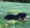 AKC Registered Rottweiler For Sale Sugarcreek OH Female-Carolina