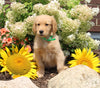 AKC Registered Golden Retriever For Sale AppleCreek OH Male-Rocky