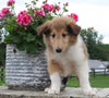 Collie Lassie For Sale Fredericksburg OH Female-Lola