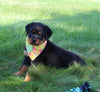 AKC Registered Rottweiler For Sale Sugarcreek OH Female-Carolina
