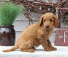 Mini Goldendoodle For Sale Sugarcreek OH Male-Leo