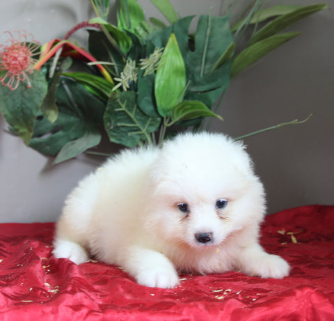 AKC Registered Samoyed For Sale Danville OH Female-Penny
